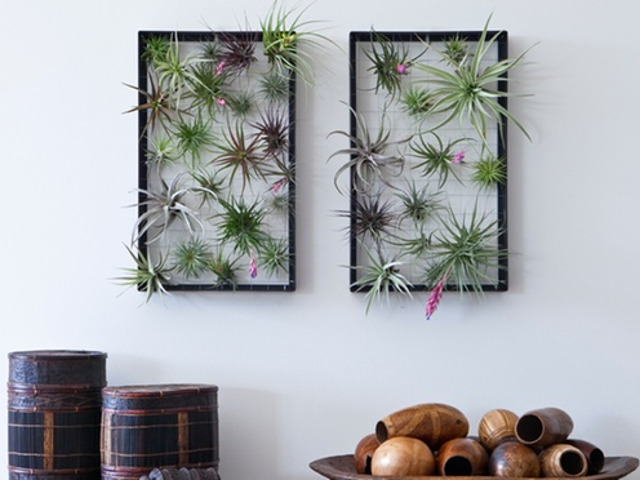 12 exotische Tillandsia hangplantjes