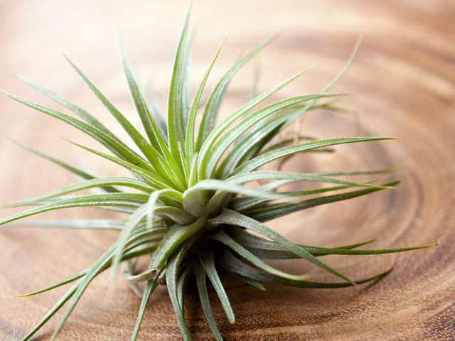 12 exotische Tillandsia hangplantjes