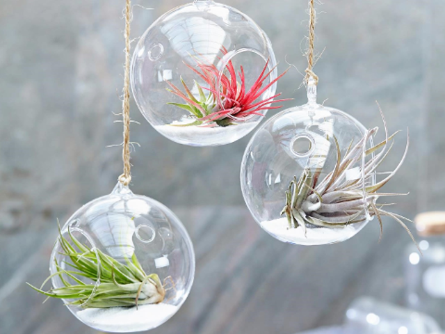 12 exotische Tillandsia hangplantjes