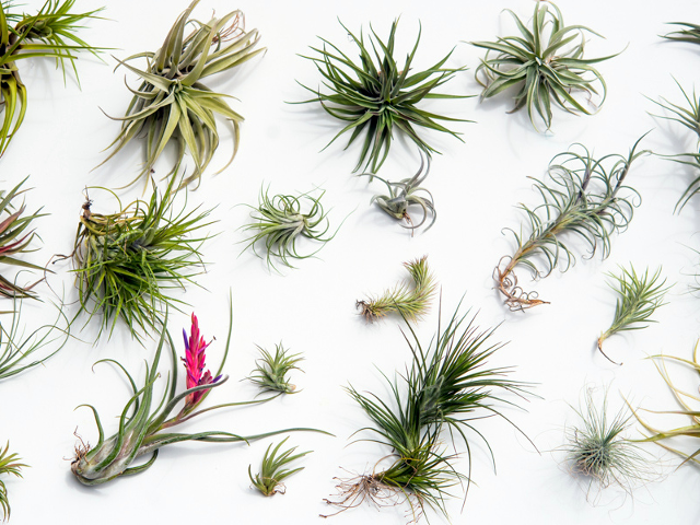 12 exotische Tillandsia hangplantjes