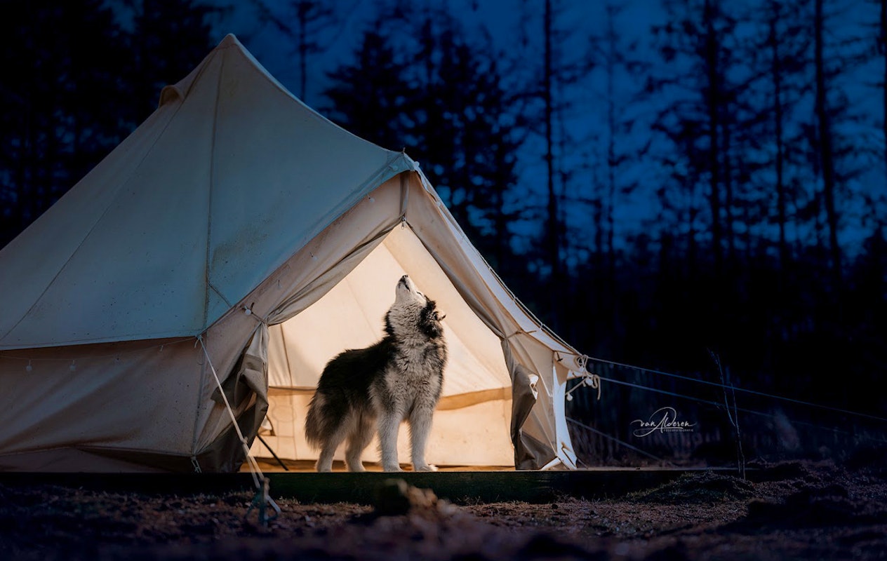 2-daags arrangement met husky's op de Veluwe
