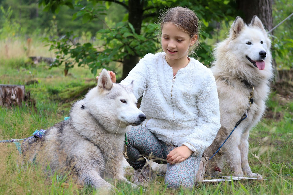 2-daags arrangement met husky's op de Veluwe