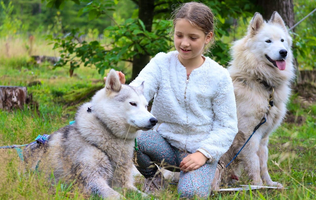 2-daags arrangement met husky's op de Veluwe