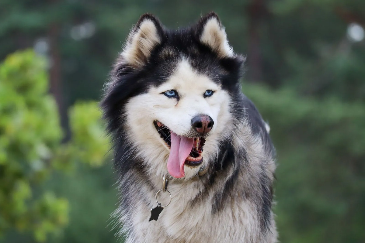 2-daags arrangement met husky's op de Veluwe