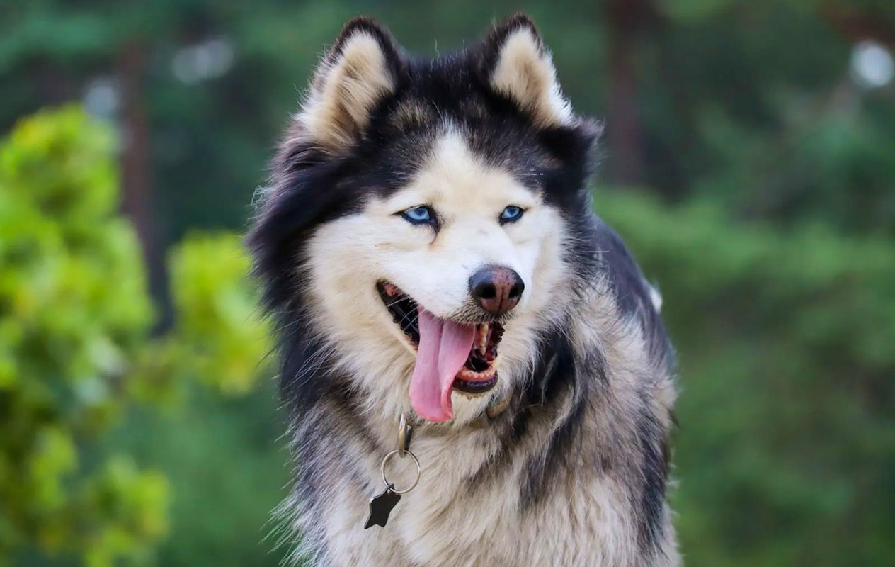 2-daags arrangement met husky's op de Veluwe