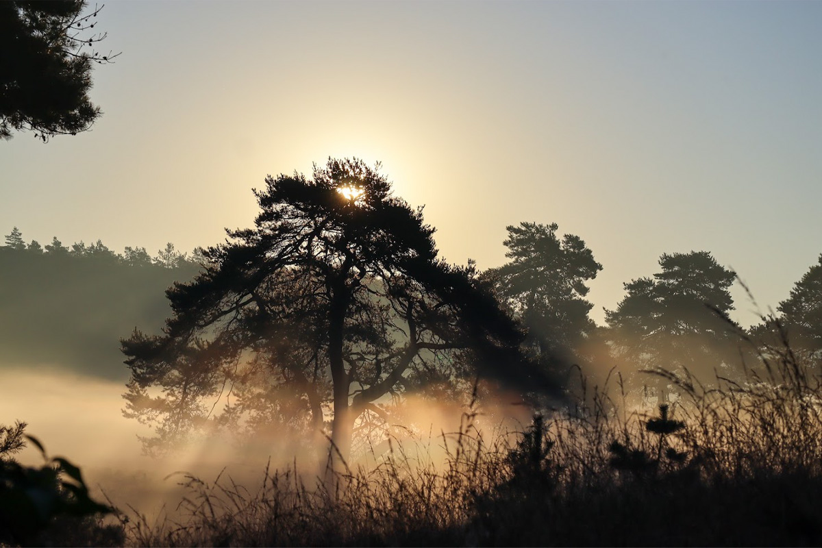 2-daags arrangement met husky's op de Veluwe