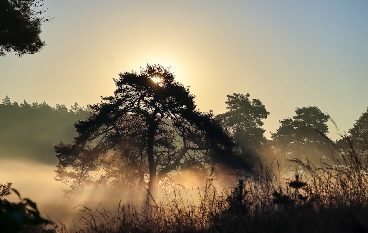 2-daags arrangement met husky's op de Veluwe
