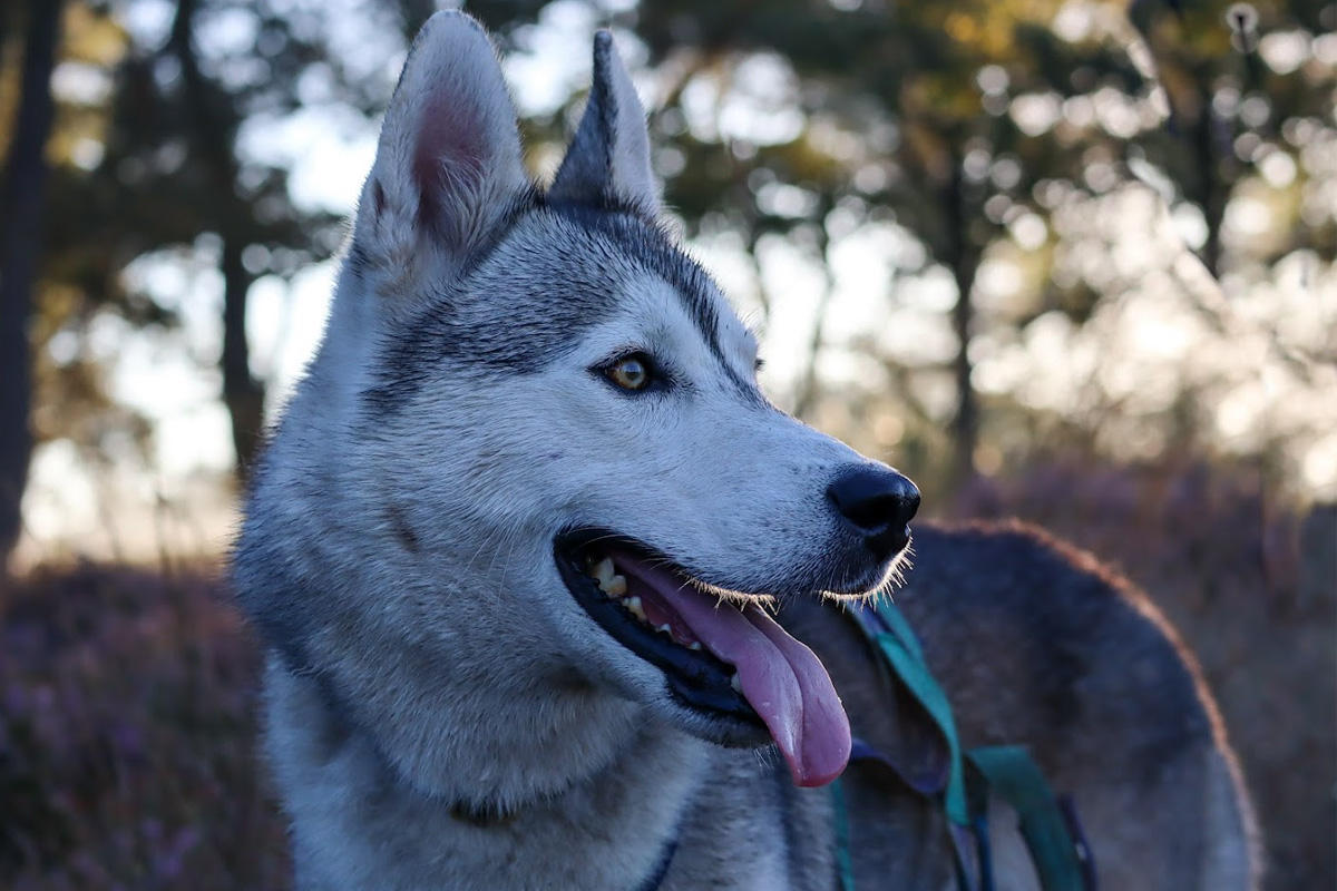 2-daags arrangement met husky's op de Veluwe