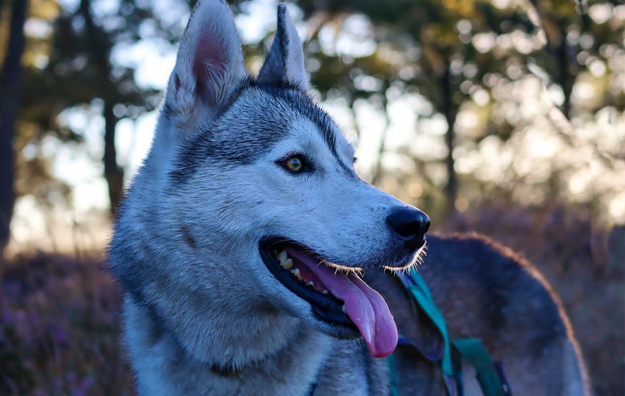 2-daags arrangement met husky's op de Veluwe