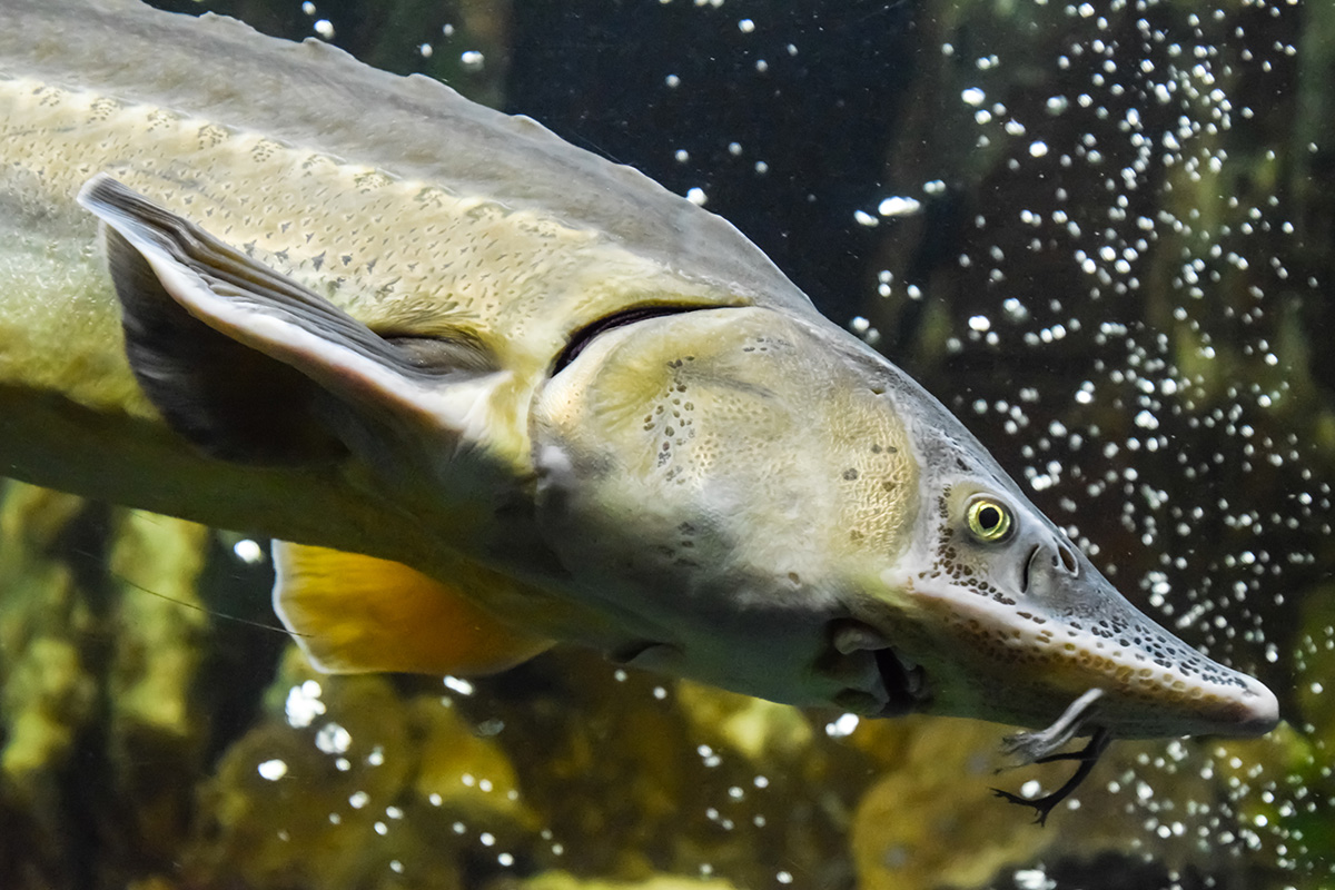 2 uur vissen + bittergarnituur bij Forelvijver de Boshoek 2.0