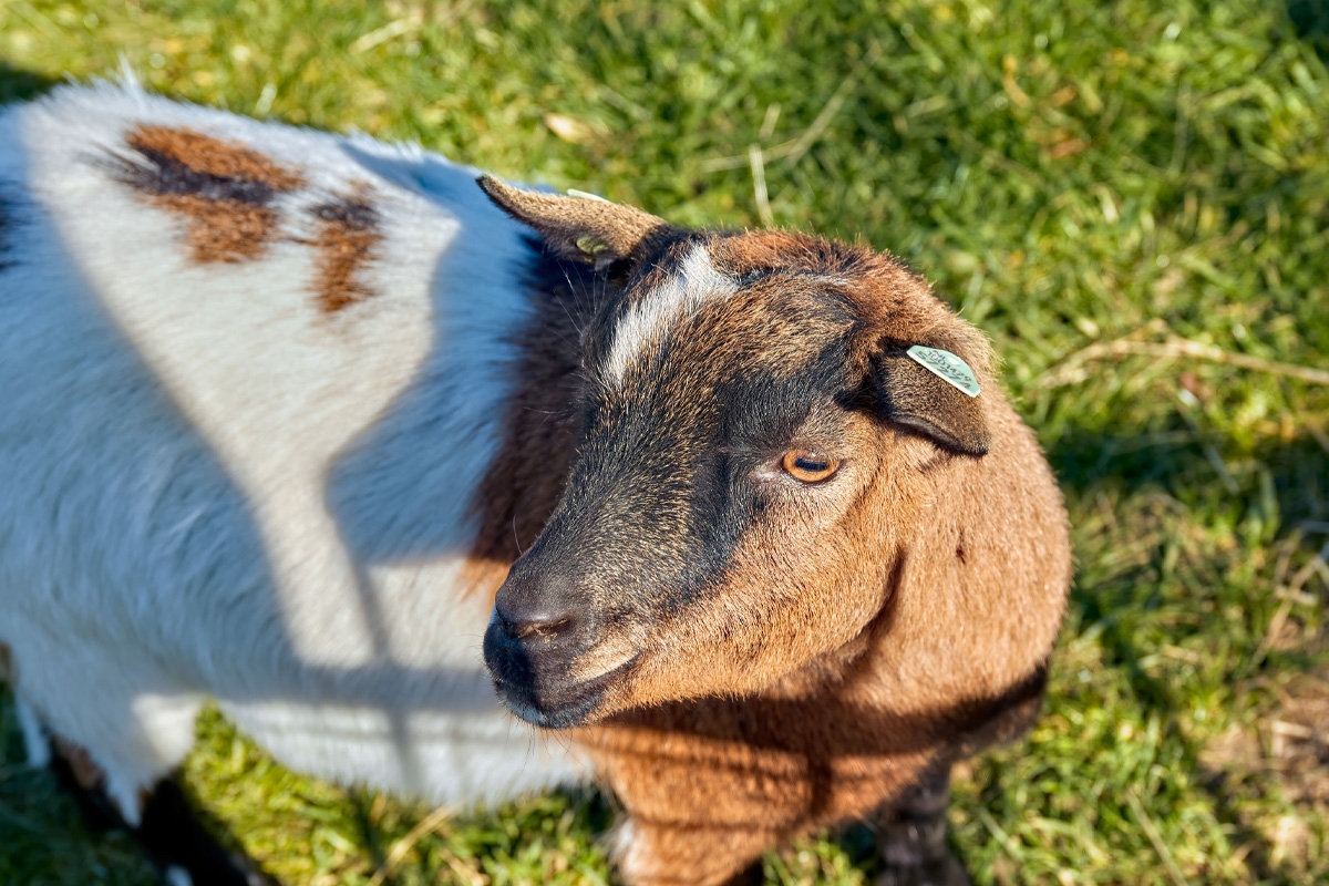 3-gangen keuzediner bij De Dwaze Herder