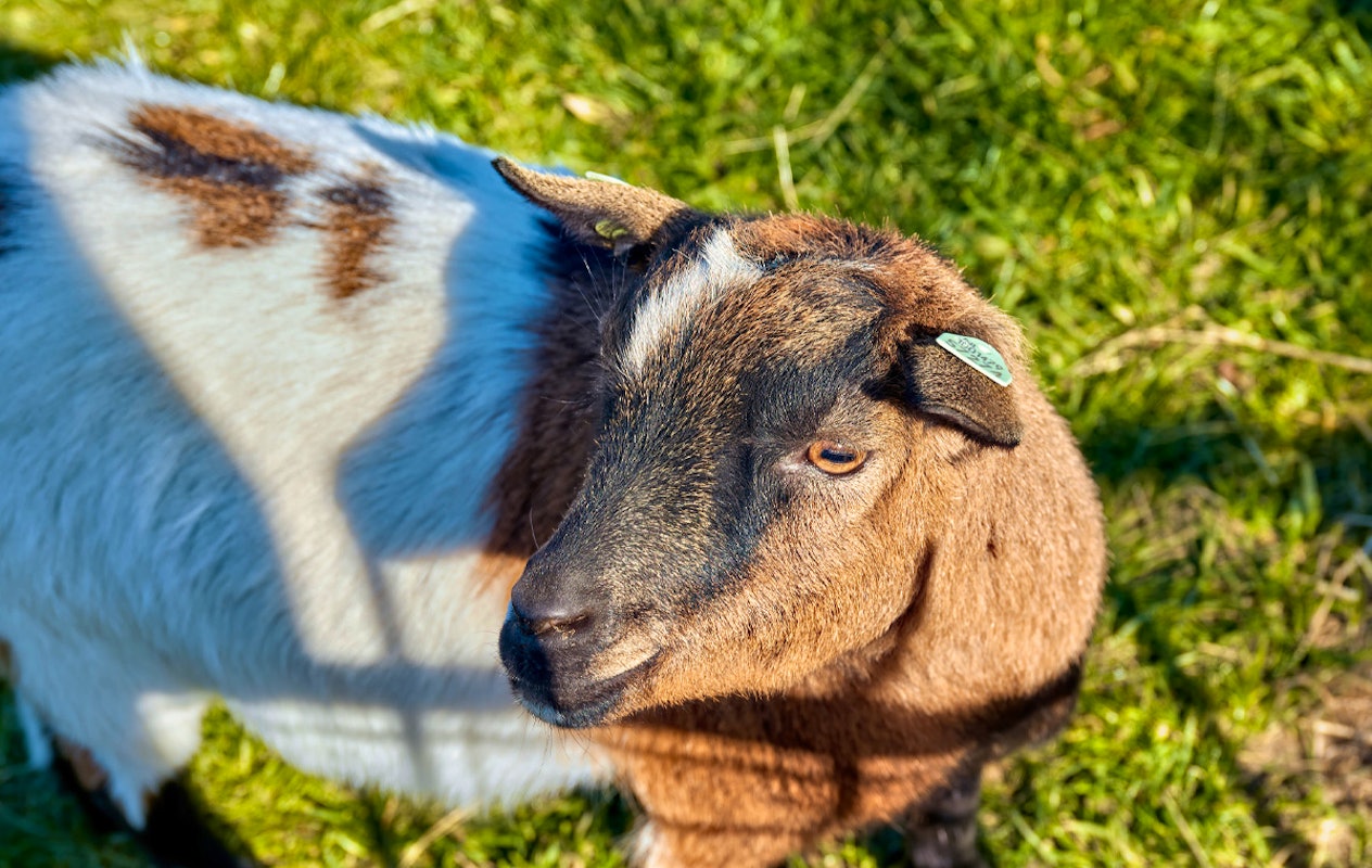 3-gangen keuzediner bij De Dwaze Herder