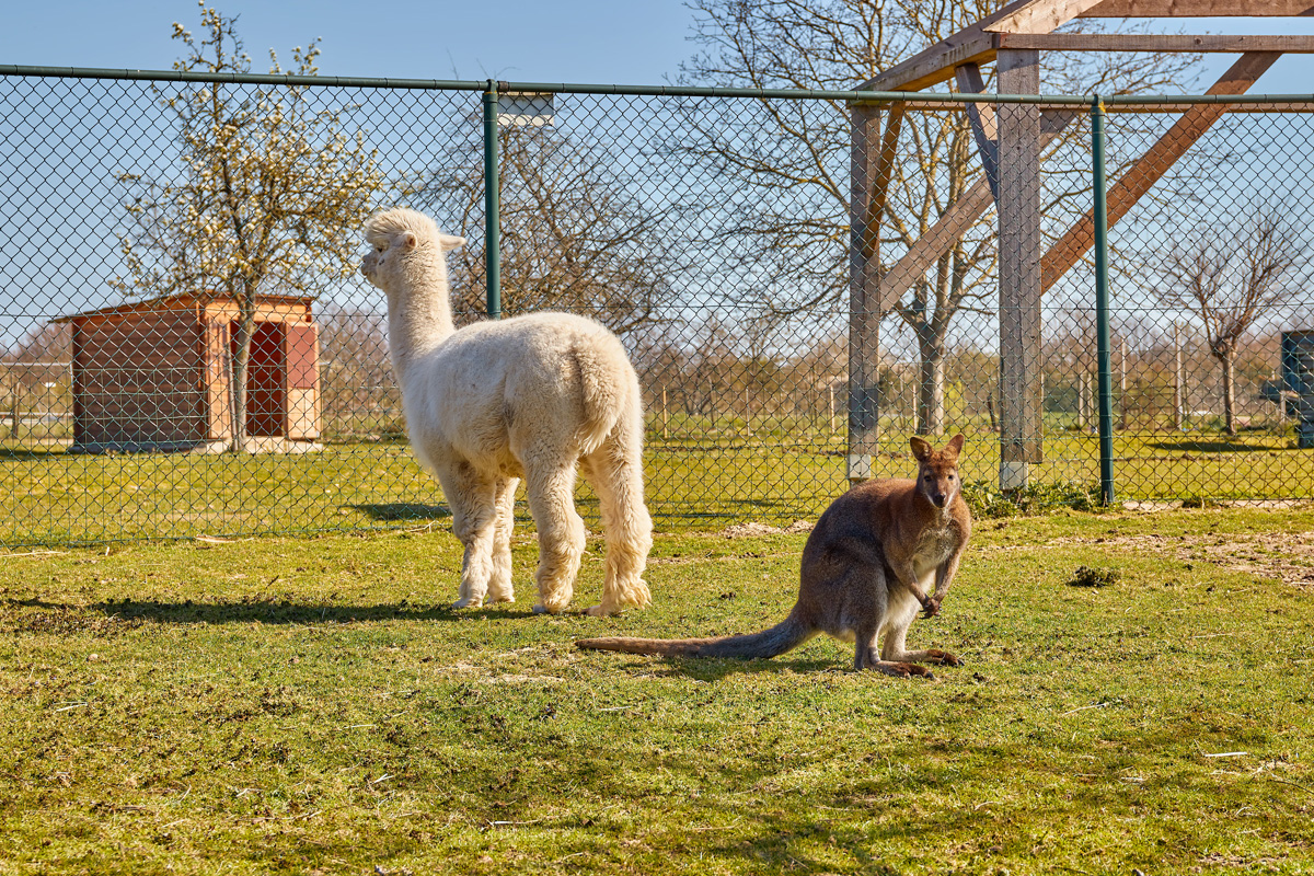 3-gangen keuzediner bij De Dwaze Herder