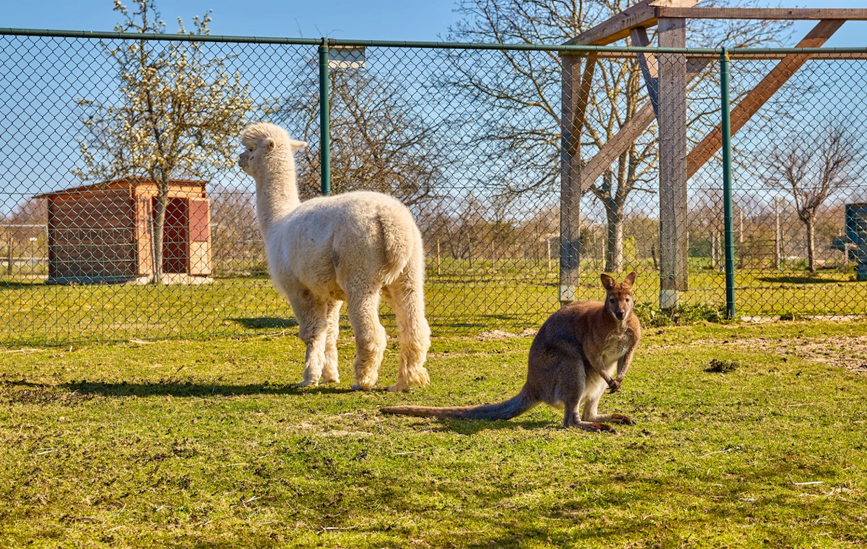 3-gangen keuzediner bij De Dwaze Herder