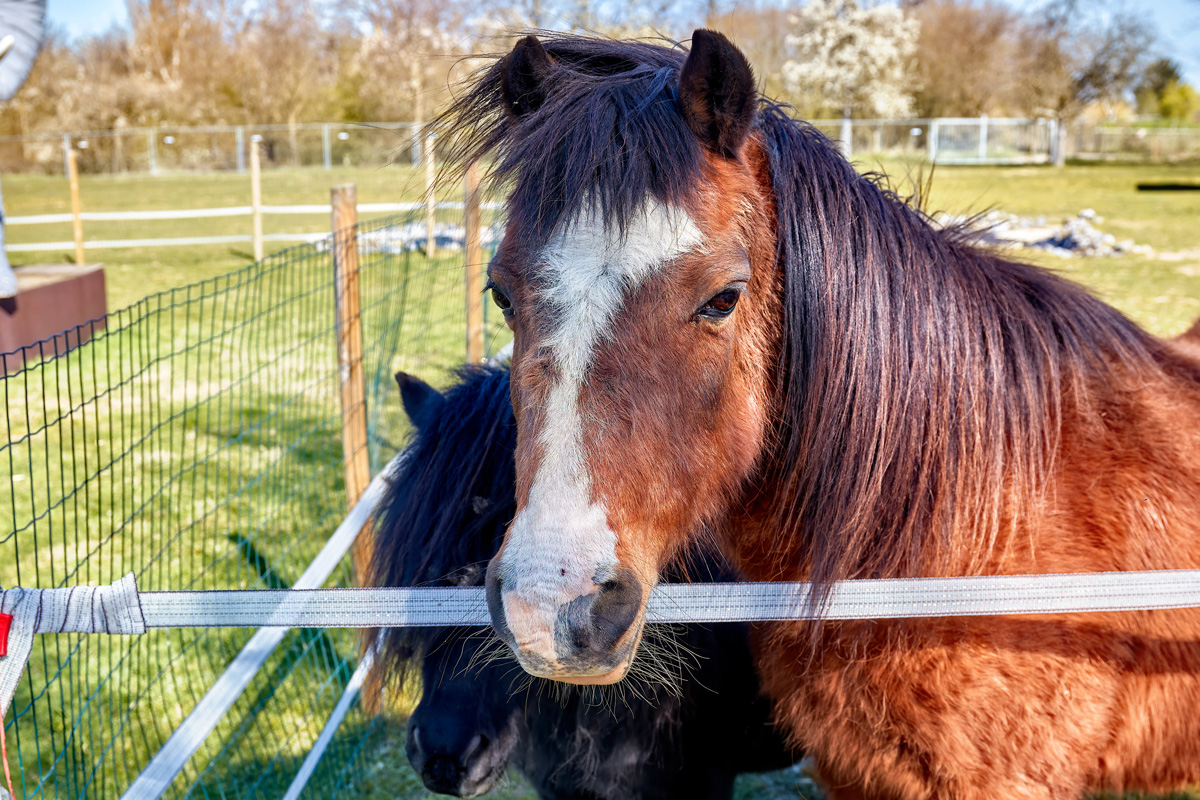 3-gangen keuzediner bij De Dwaze Herder