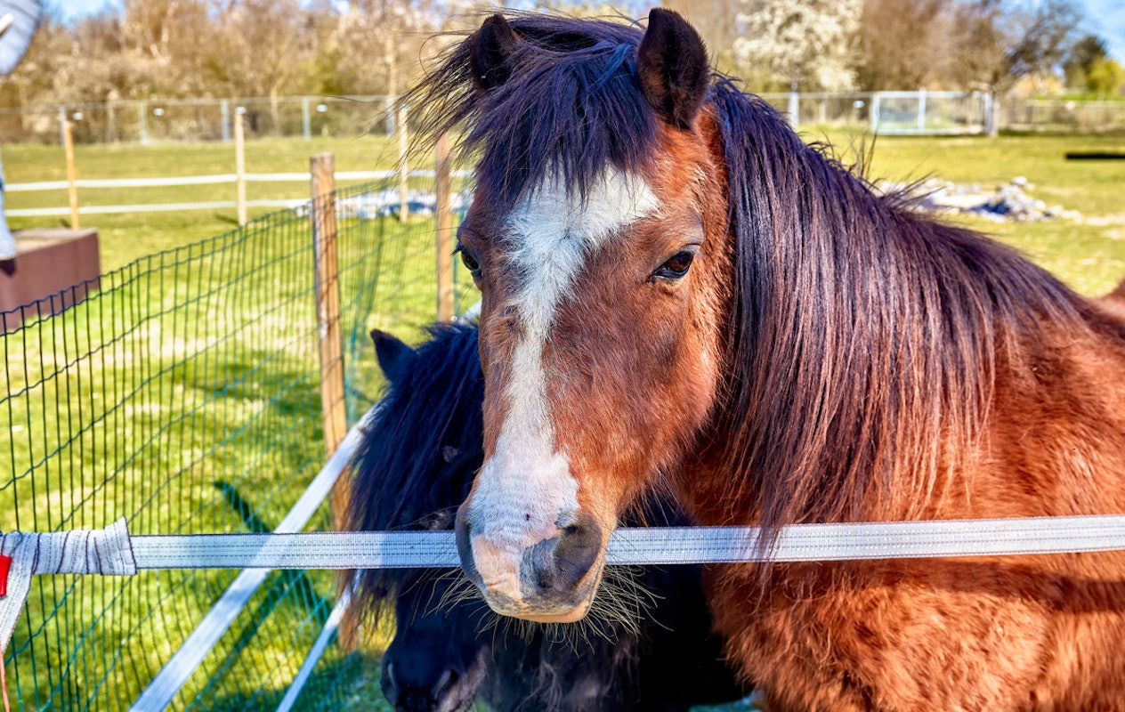 3-gangen keuzediner bij De Dwaze Herder