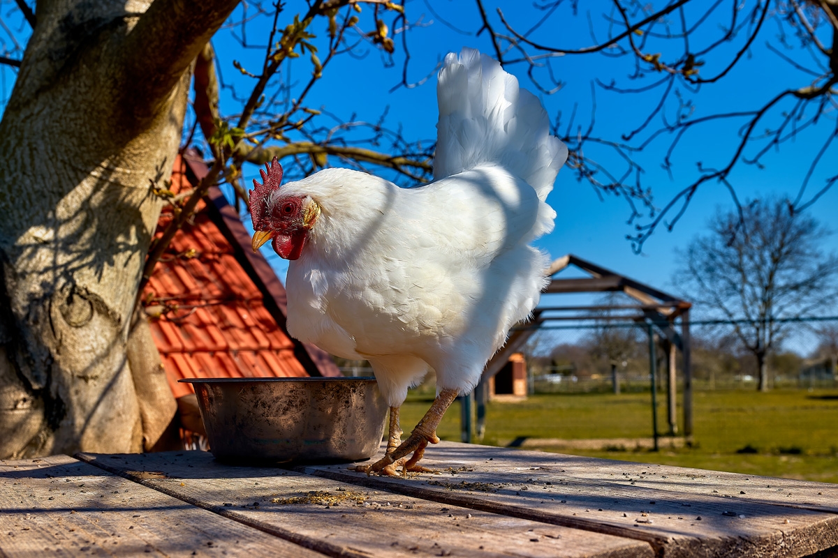 3-gangen keuzediner bij De Dwaze Herder