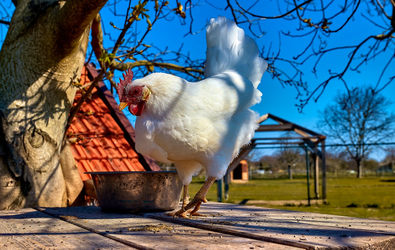 3-gangen keuzediner bij De Dwaze Herder