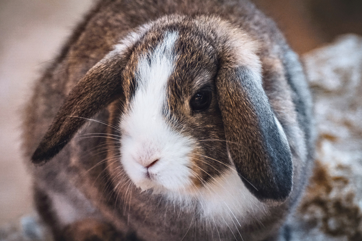 3-gangen keuzediner bij De Dwaze Herder