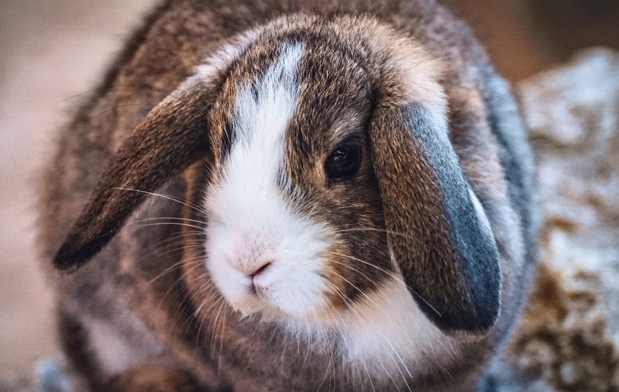 3-gangen keuzediner bij De Dwaze Herder