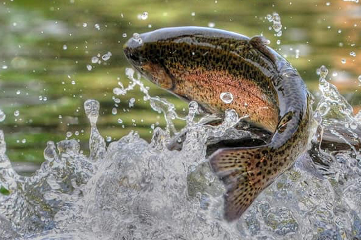 4 uur vissen + eventuele friet, snack & drankje bij Forelrivier Reuver