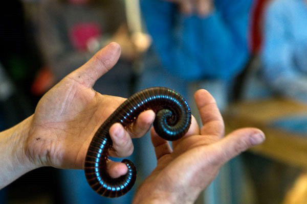 Entreeticket DoeZoo Insektenwereld