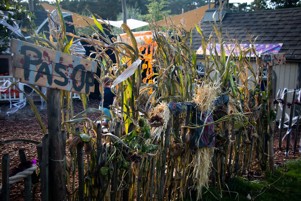 All-in arrangement Halloween bij Duinoord