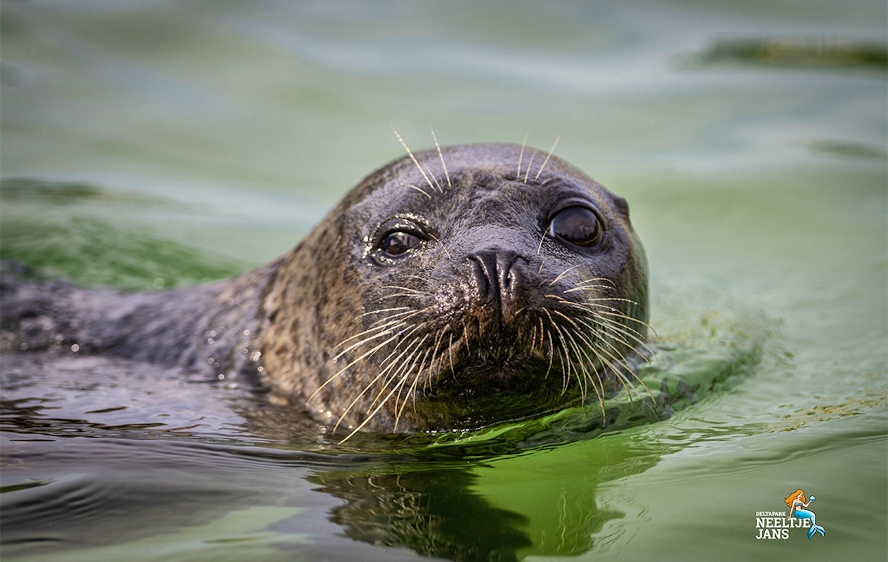 All-In entreeticket Deltapark Neeltje Jans