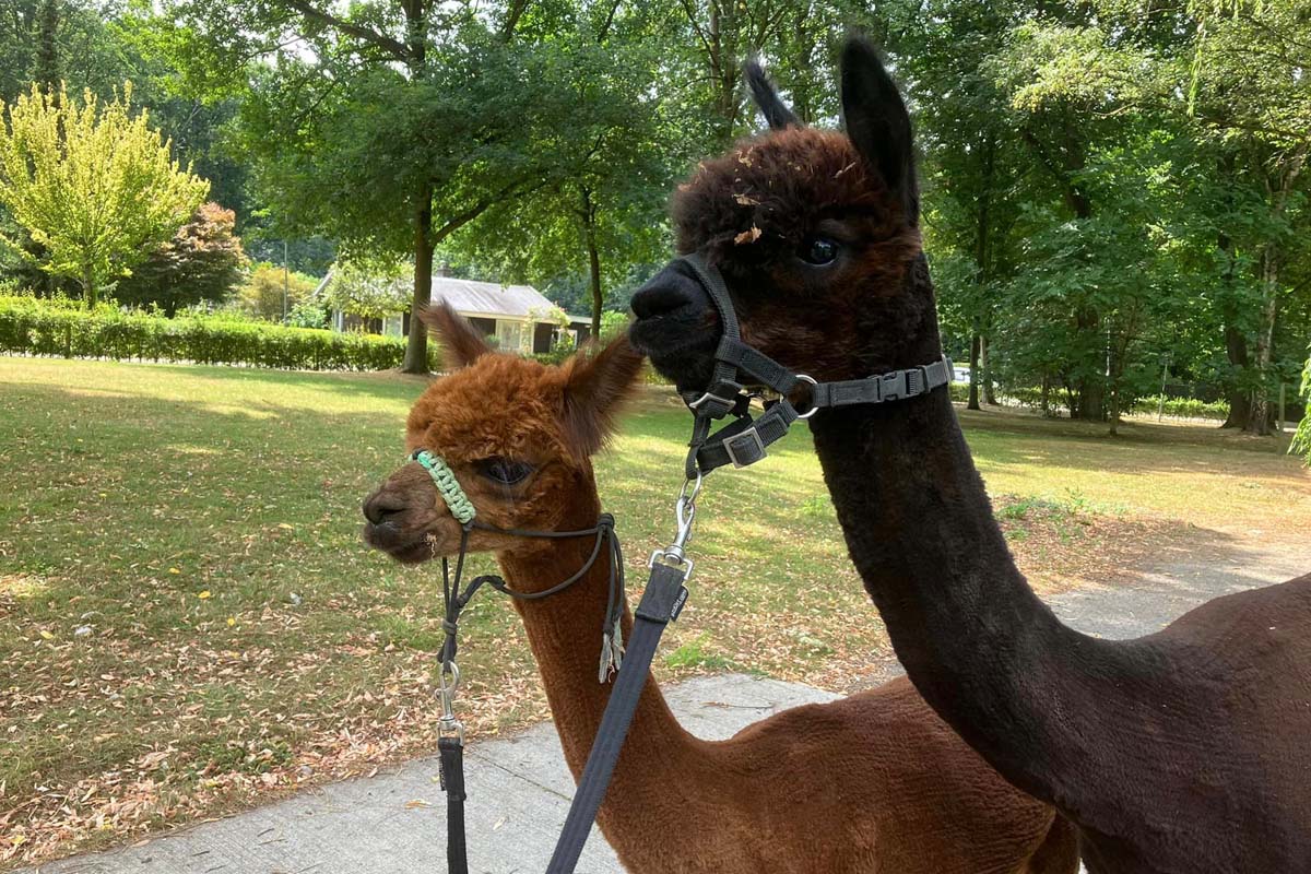 Alpaca experience bij Alpaca Boerderij Maasvallei