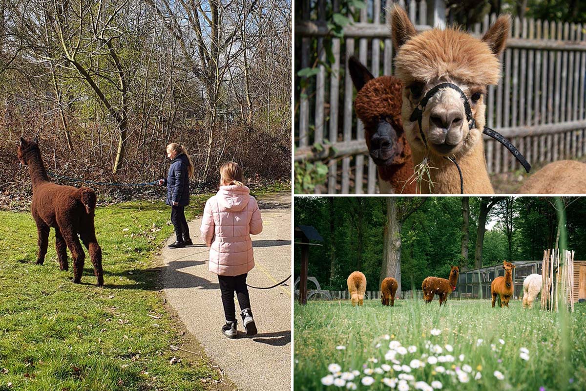 Alpaca experience bij Alpaca Boerderij Maasvallei