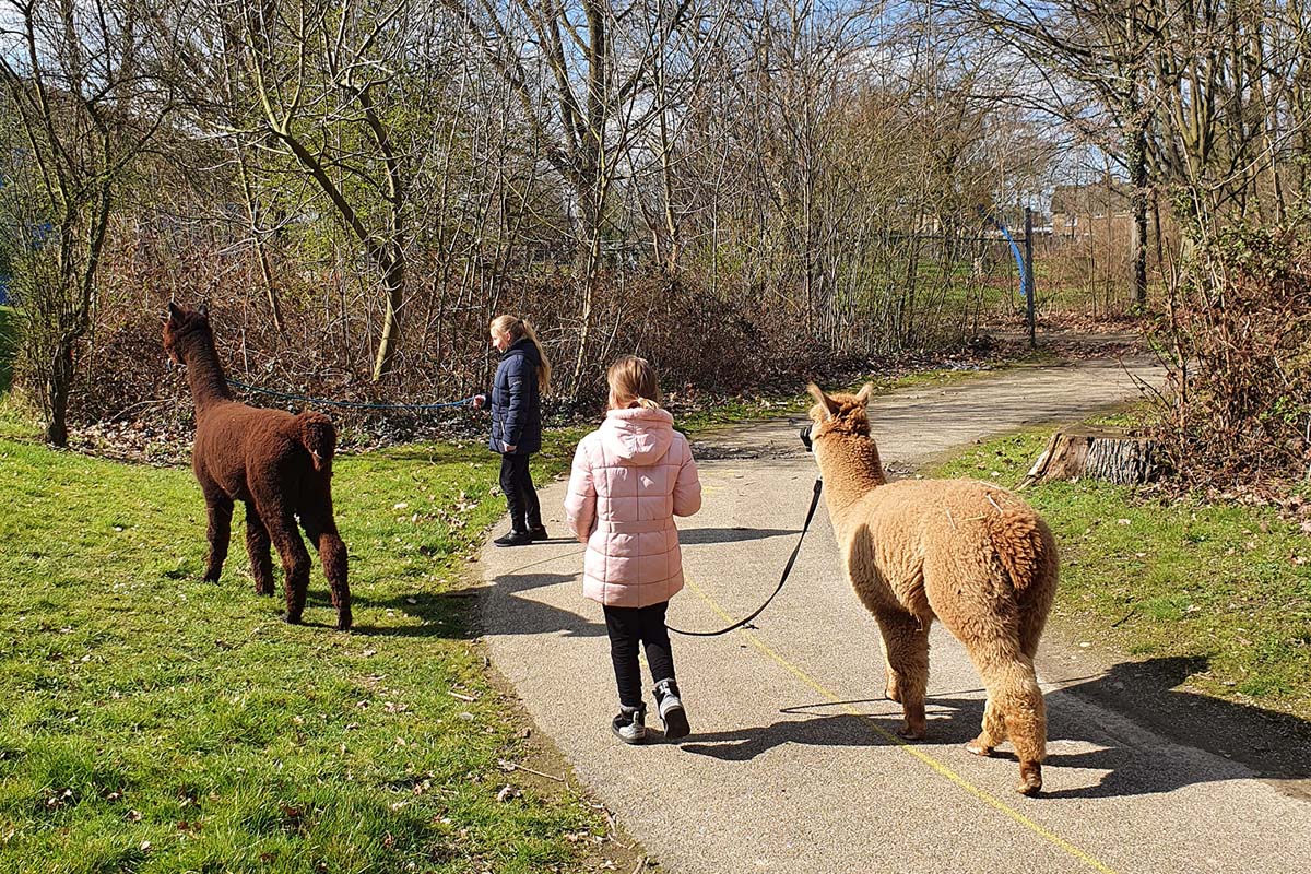Alpaca experience bij Alpaca Boerderij Maasvallei