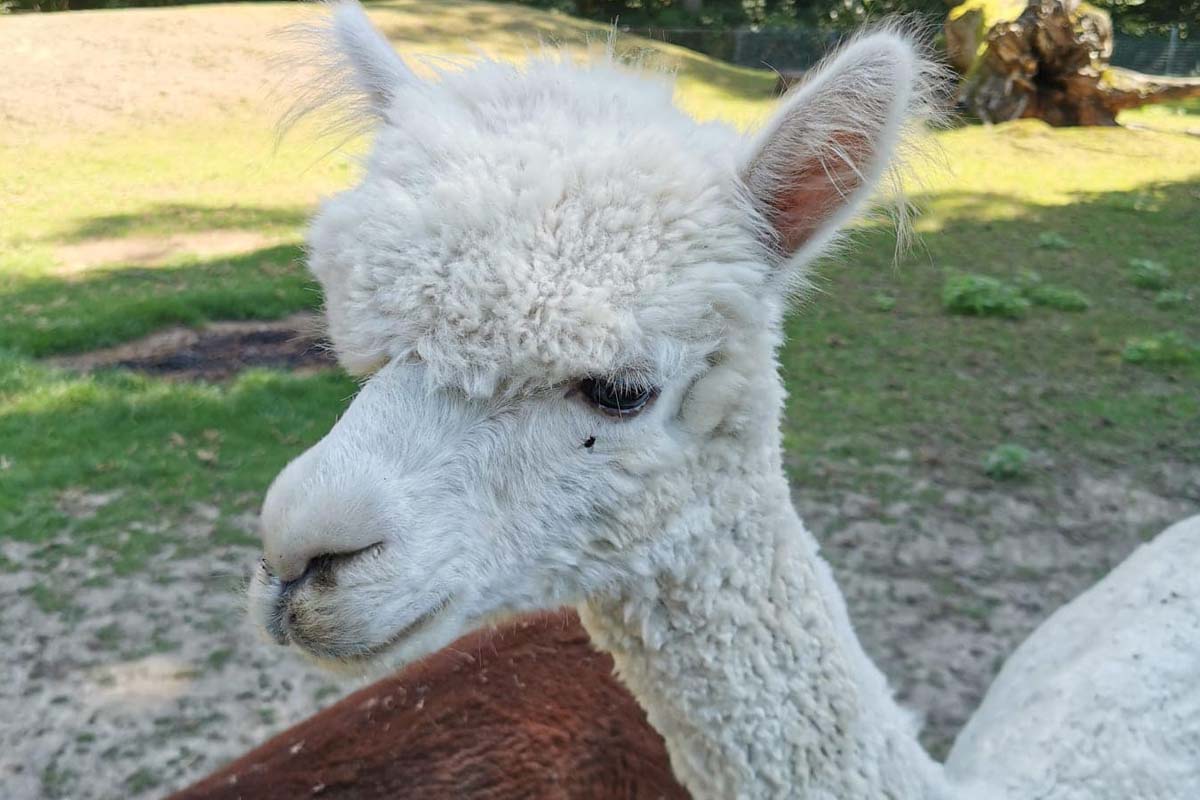 Alpaca experience bij Alpaca Boerderij Maasvallei