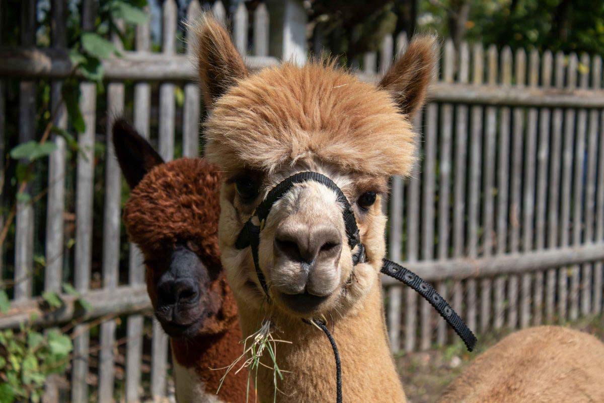 Alpaca experience bij Alpaca Boerderij Maasvallei