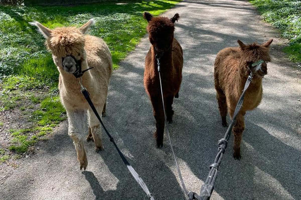 Alpaca experience bij Alpaca Boerderij Maasvallei