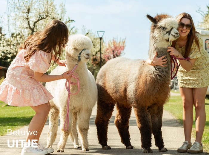 Alpaca meet & feed of wandeling bij Betuwe Uitje