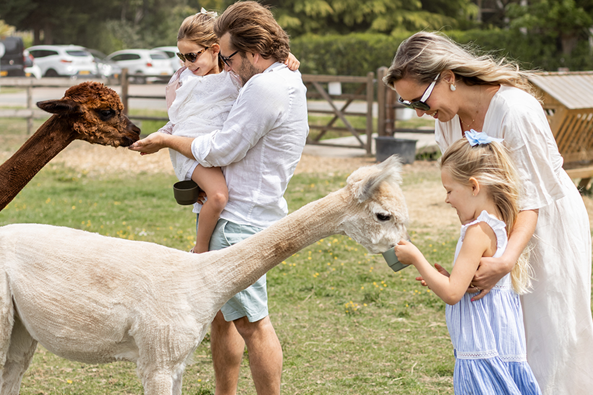 Alpaca meet & feed of wandeling bij Betuwe Uitje