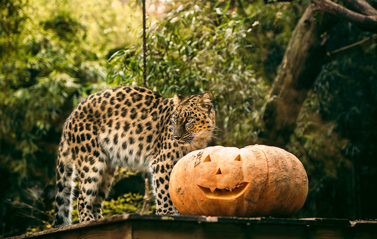 Entreeticket Halloween Bellewaerde Park