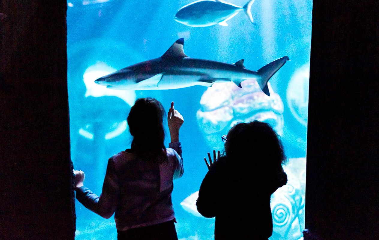 Entreeticket voor SEA LIFE Parijs
