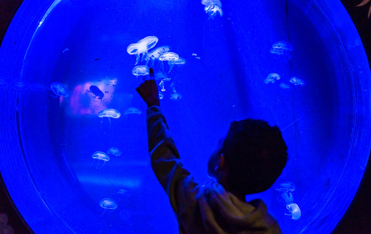Entreeticket voor SEA LIFE Parijs