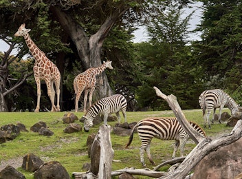 6x de leukste dierenparken!