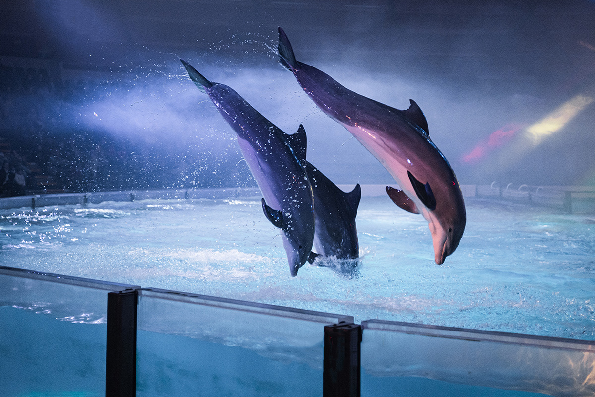 Entreeticket Boudewijn Seapark