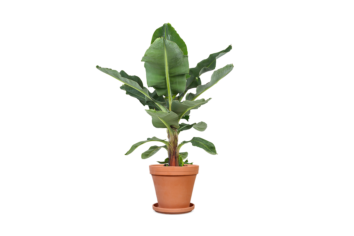 Breng de tropen in huis met de Musa bananenplant!