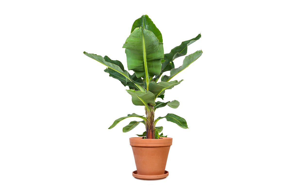 Breng de tropen in huis met de Musa bananenplant!