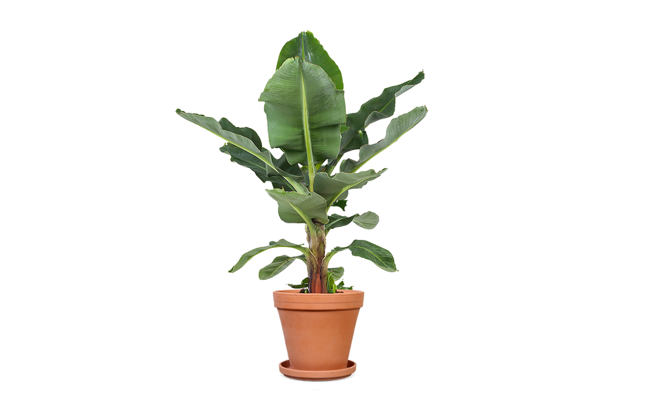 Breng de tropen in huis met de Musa bananenplant!