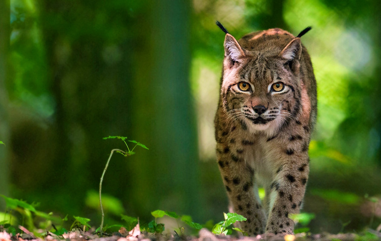Combiticket Grotten van Han en het Wildpark in België