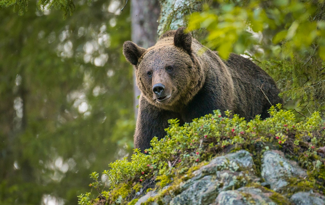 Combiticket Grotten van Han en het Wildpark in België
