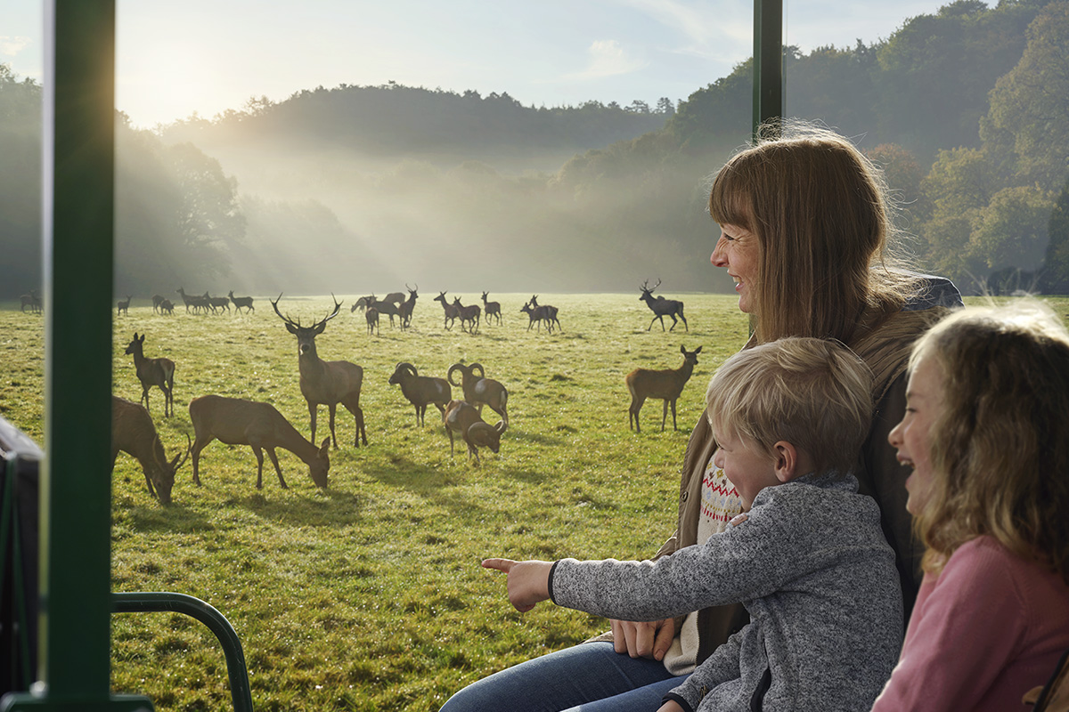 Découvrez les Grottes de Han et le parc animalier en Belgique