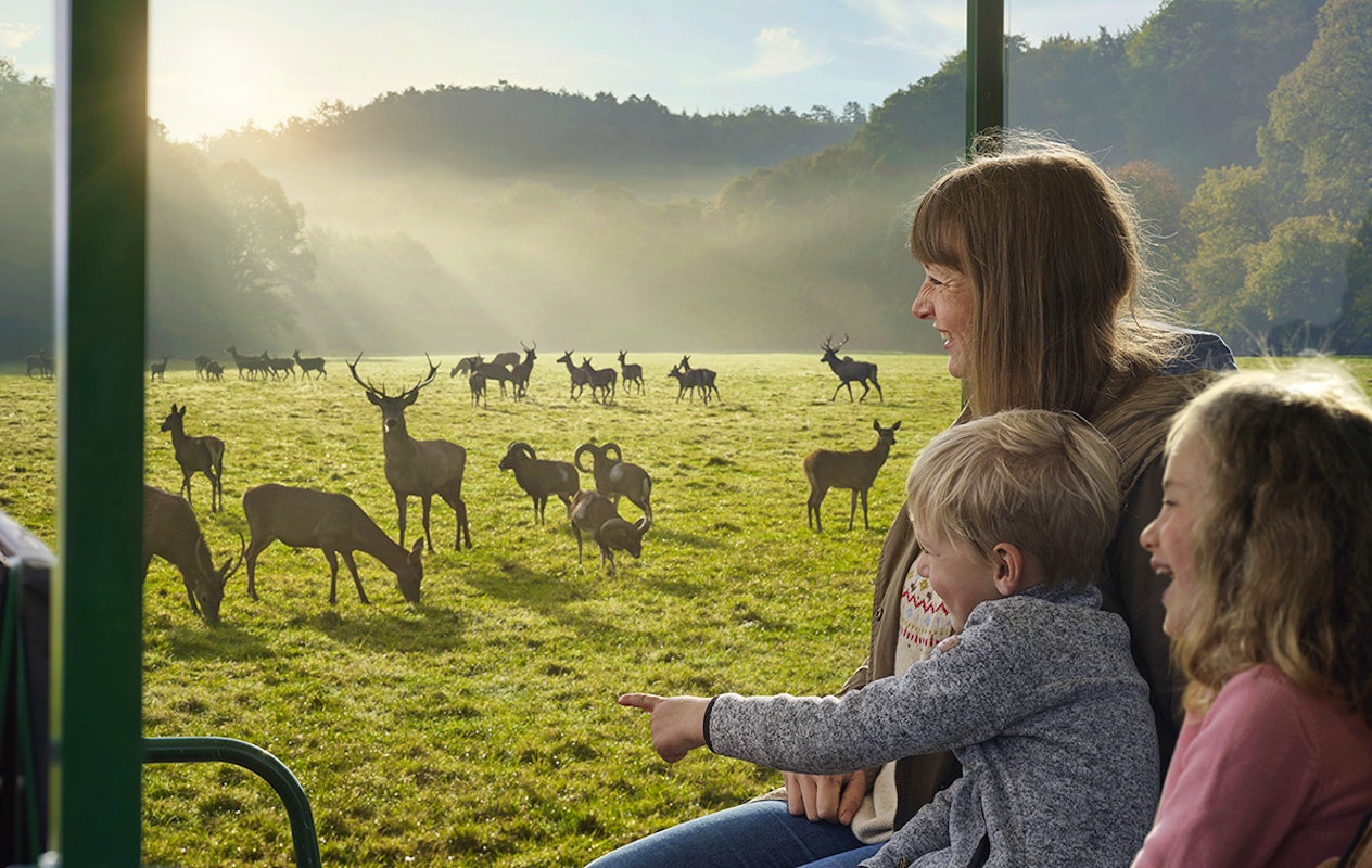 Combiticket Grotten van Han en het Wildpark in België