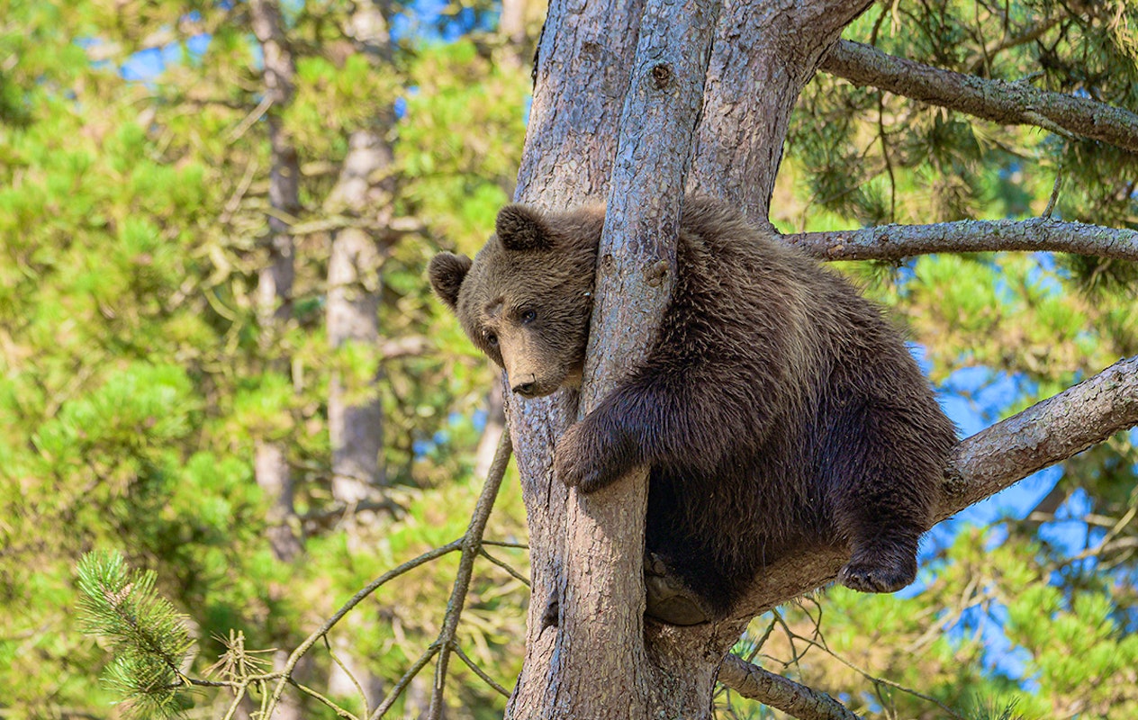 Combiticket Grotten van Han en het Wildpark in België