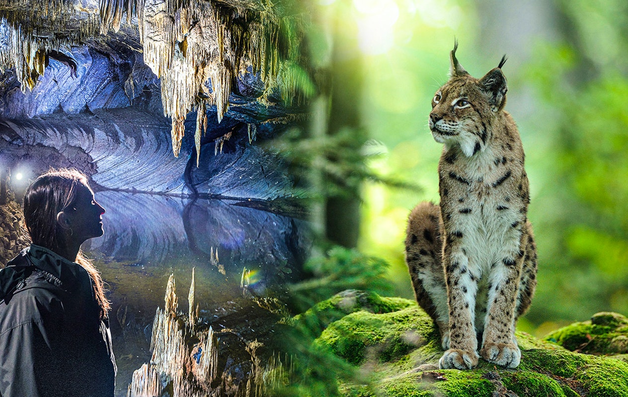 Combiticket Grotten van Han en het Wildpark in België